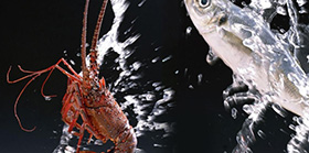 冷鮮水產品批發(fā)市場